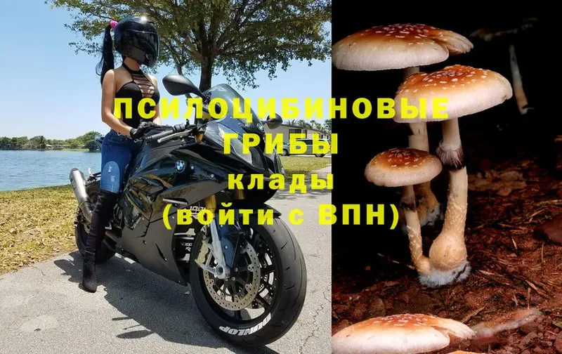 закладки  Шадринск  Галлюциногенные грибы Psilocybine cubensis 