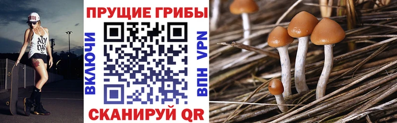 Псилоцибиновые грибы Psilocybe площадка телеграм Шадринск